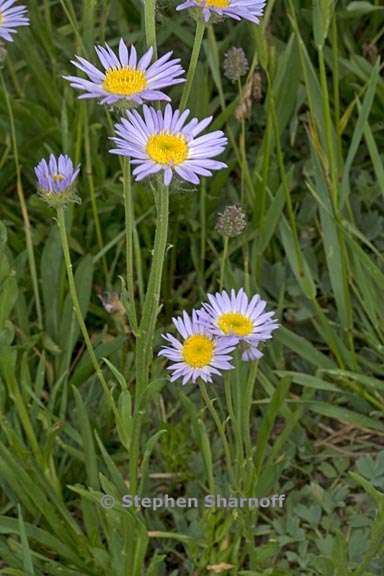 erigeron glacialis var glacialis 1 graphic